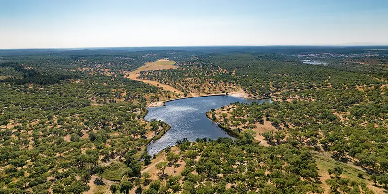 Landscape of Portuguese cork forests